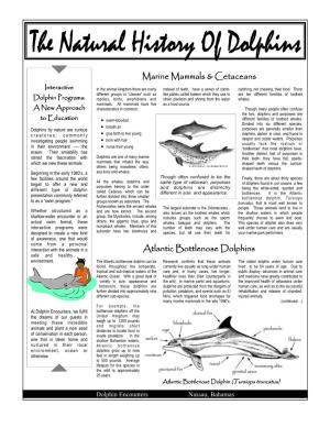 Dolphin Natural History