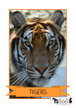Tigers-And-Tiger-Conservation-Resource-Pack.Pdf