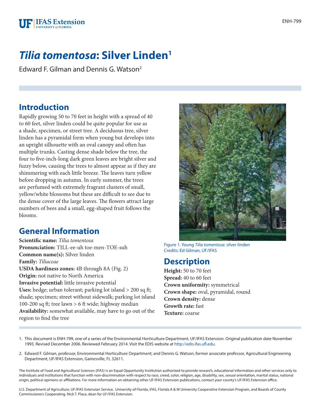 Tilia Tomentosa: Silver Linden1 Edward F