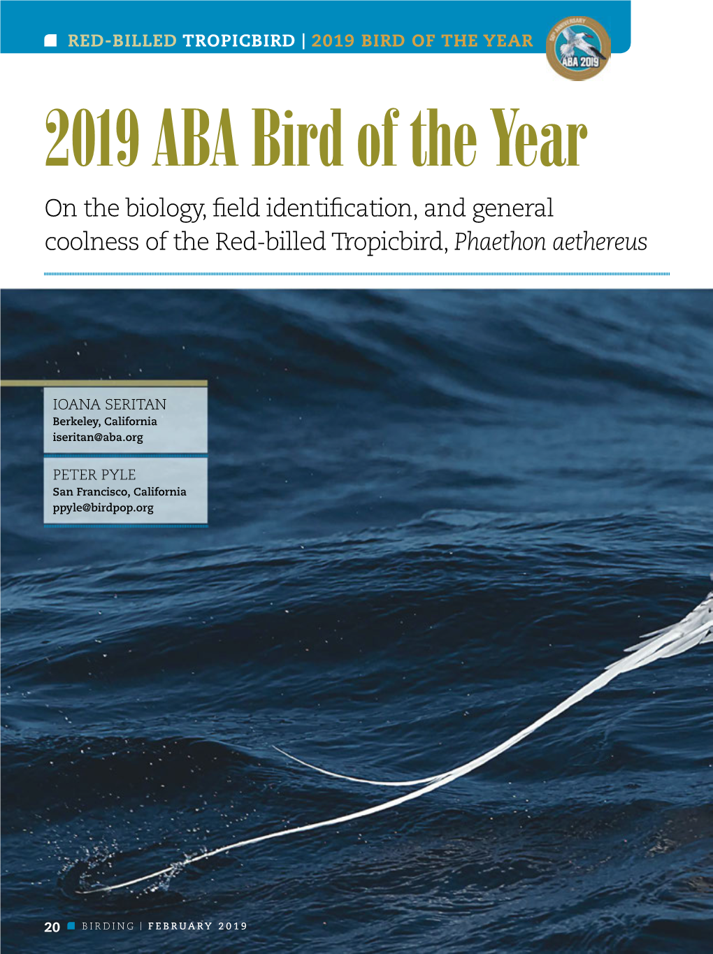 2019 ABA Bird of the Year on the Biology, Field Identification, and General Coolness of the Red-Billed Tropicbird, Phaethon Aethereus