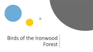 Birds of the Ironwood Forest Sharp-Shinned Hawk