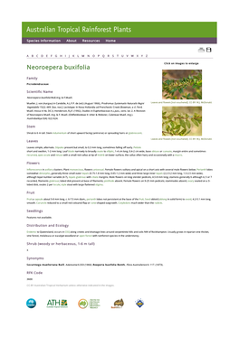 Neoroepera Buxifolia Click on Images to Enlarge