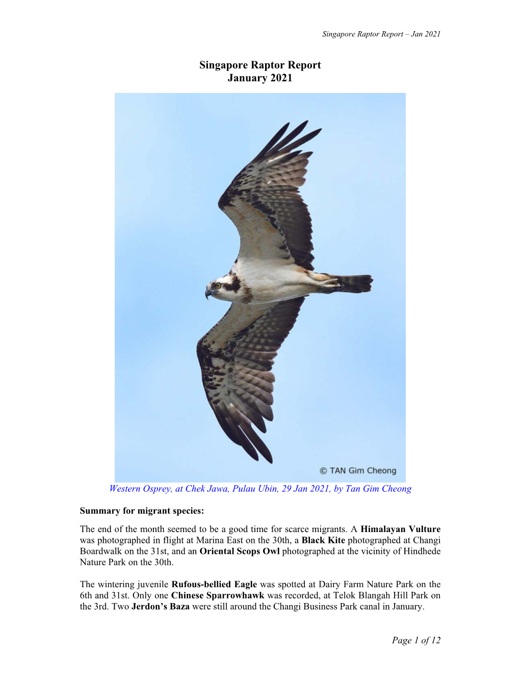 Singapore Raptor Report January 2021