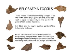 Belosaepia Fossils