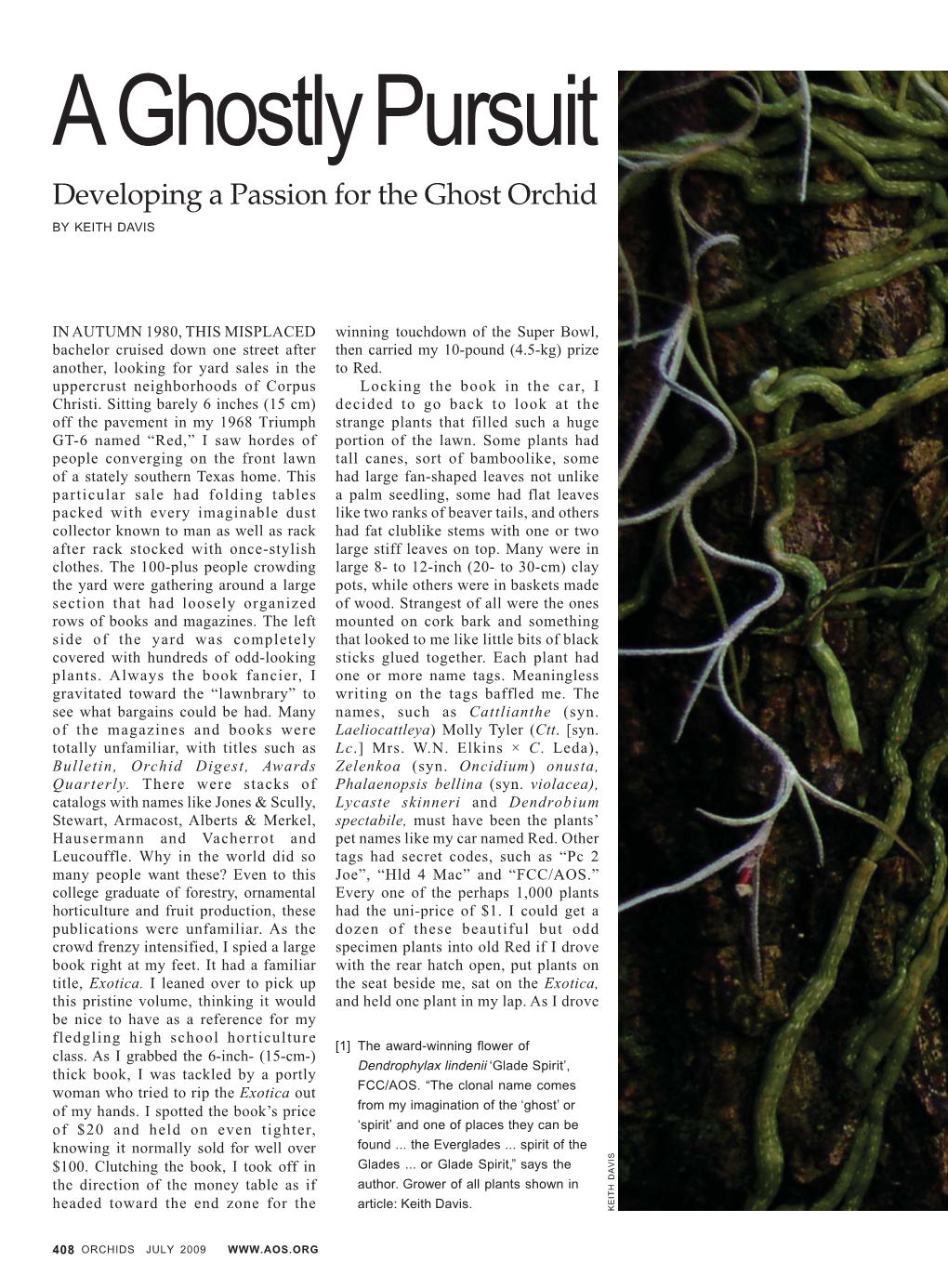 A Ghostly Pursuit Developing a Passion for the Ghost Orchid by KEITH DAVIS