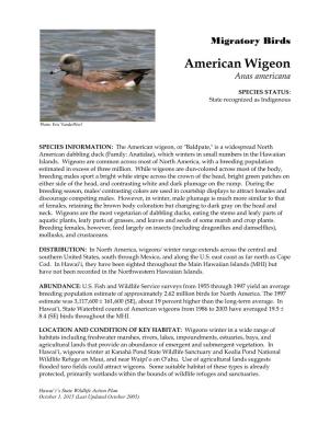 American Wigeon Anas Americana