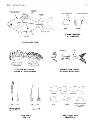 Field Identification Guide to the Living Marine Resources in Kenya