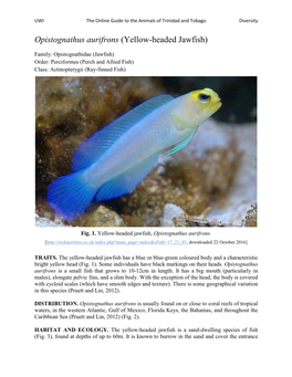 Opistognathus Aurifrons (Yellow-Headed Jawfish)