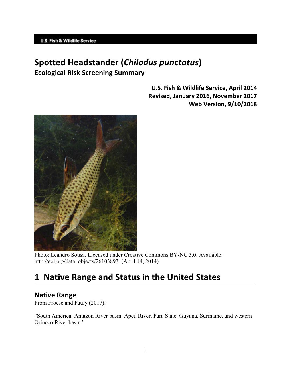 Spotted Headstander (Chilodus Punctatus) Ecological Risk Screening Summary