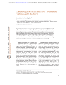 Adherens Junctions on the Move—Membrane Trafficking of E-Cadherin