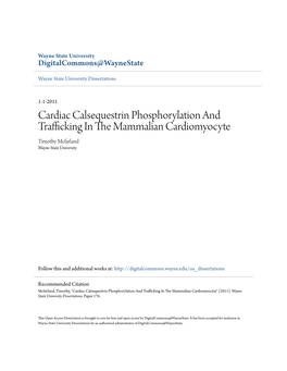 Cardiac Calsequestrin Phosphorylation and Trafficking in the Am Mmalian Cardiomyocyte Timothy Mcfarland Wayne State University