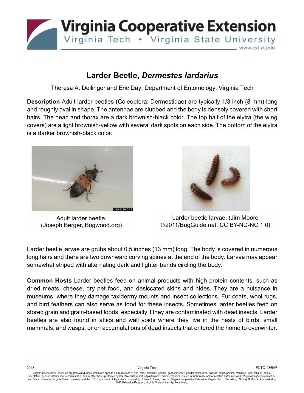 Larder Beetle, Dermestes Lardarius Theresa A