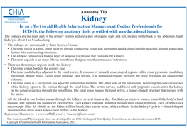 Kidney in an Effort to Aid Health Information Management Coding Professionals for ICD-10, the Following Anatomy Tip Is Provided with an Educational Intent