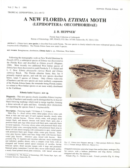 A New Florida Ethmia Moth (Lepidoptera: Oecophoridae)
