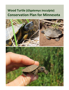 Minnesota Wood Turtle Conservation Plan