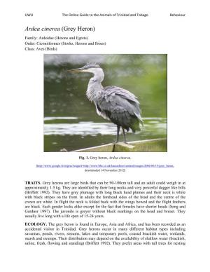 Ardea Cinerea (Grey Heron) Family: Ardeidae (Herons and Egrets) Order: Ciconiiformes (Storks, Herons and Ibises) Class: Aves (Birds)