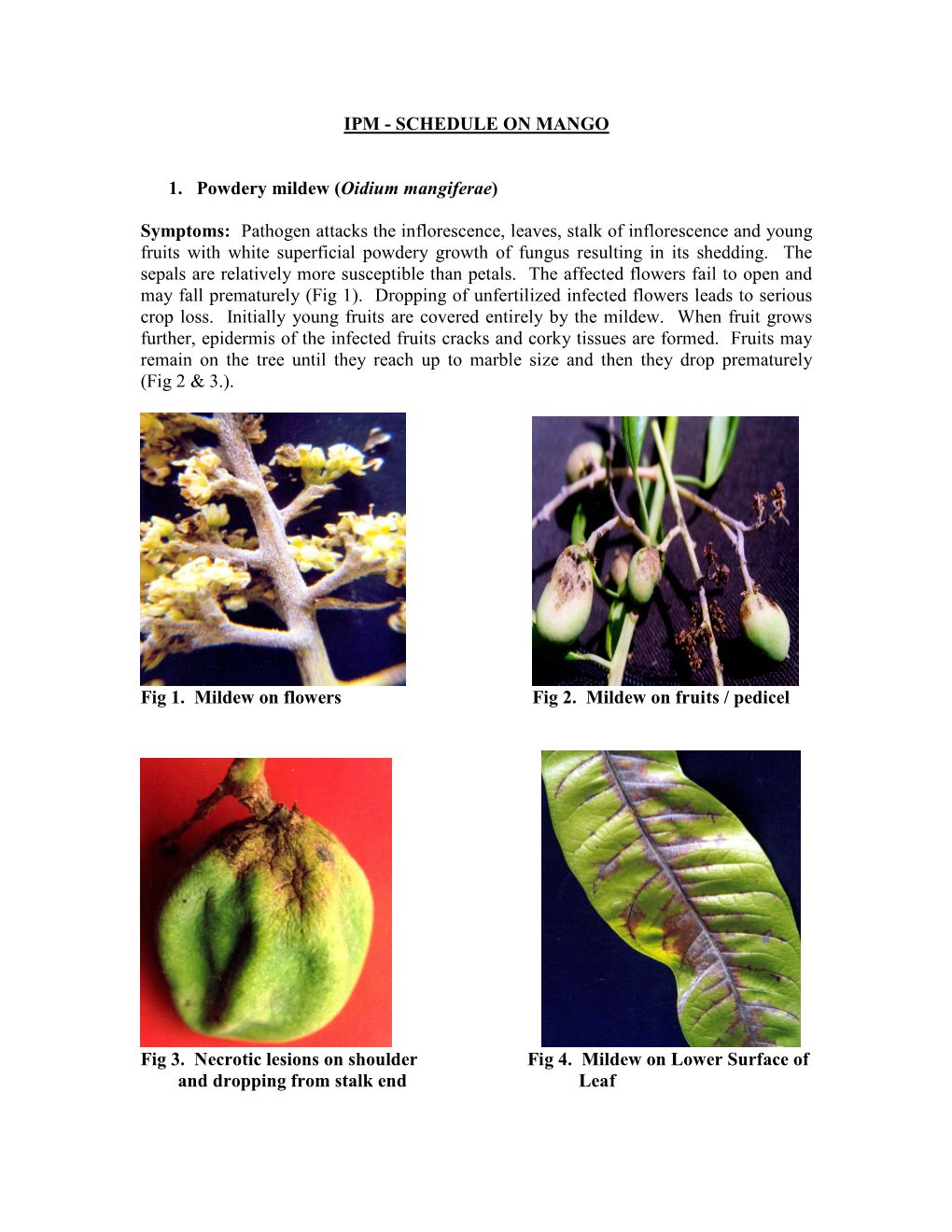 Symptoms: Pathogen Attacks the Inflorescence, Leaves, Stalk of In