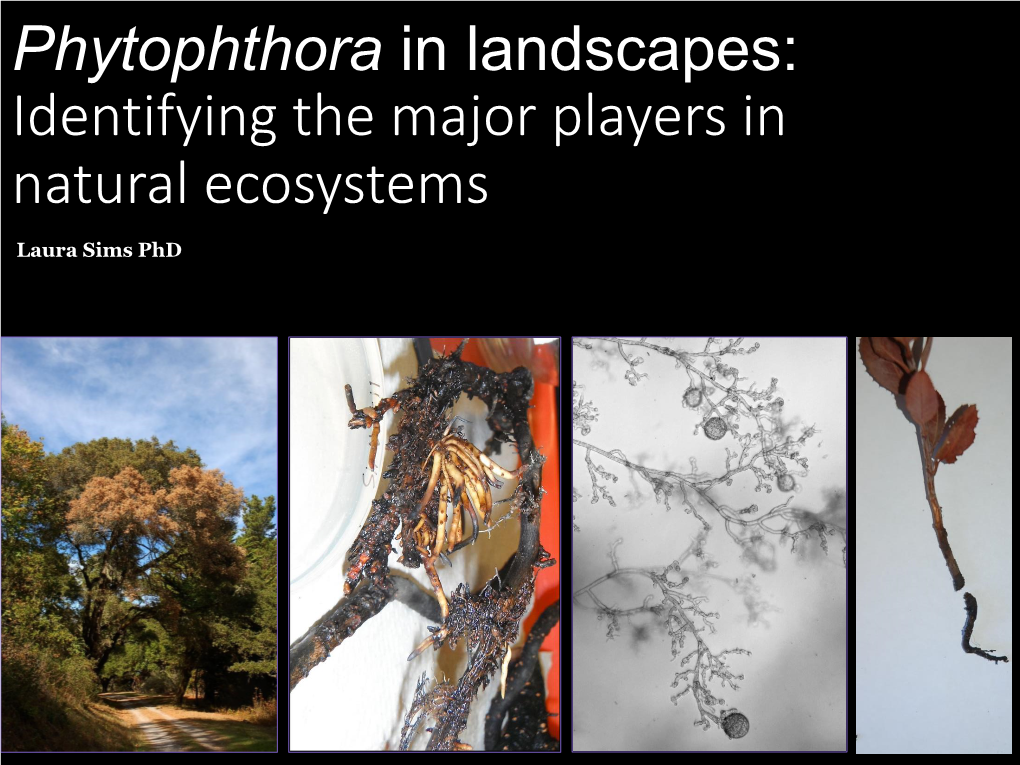 Phytophthora in Landscapes: Identifying the Major Players in Natural Ecosystems
