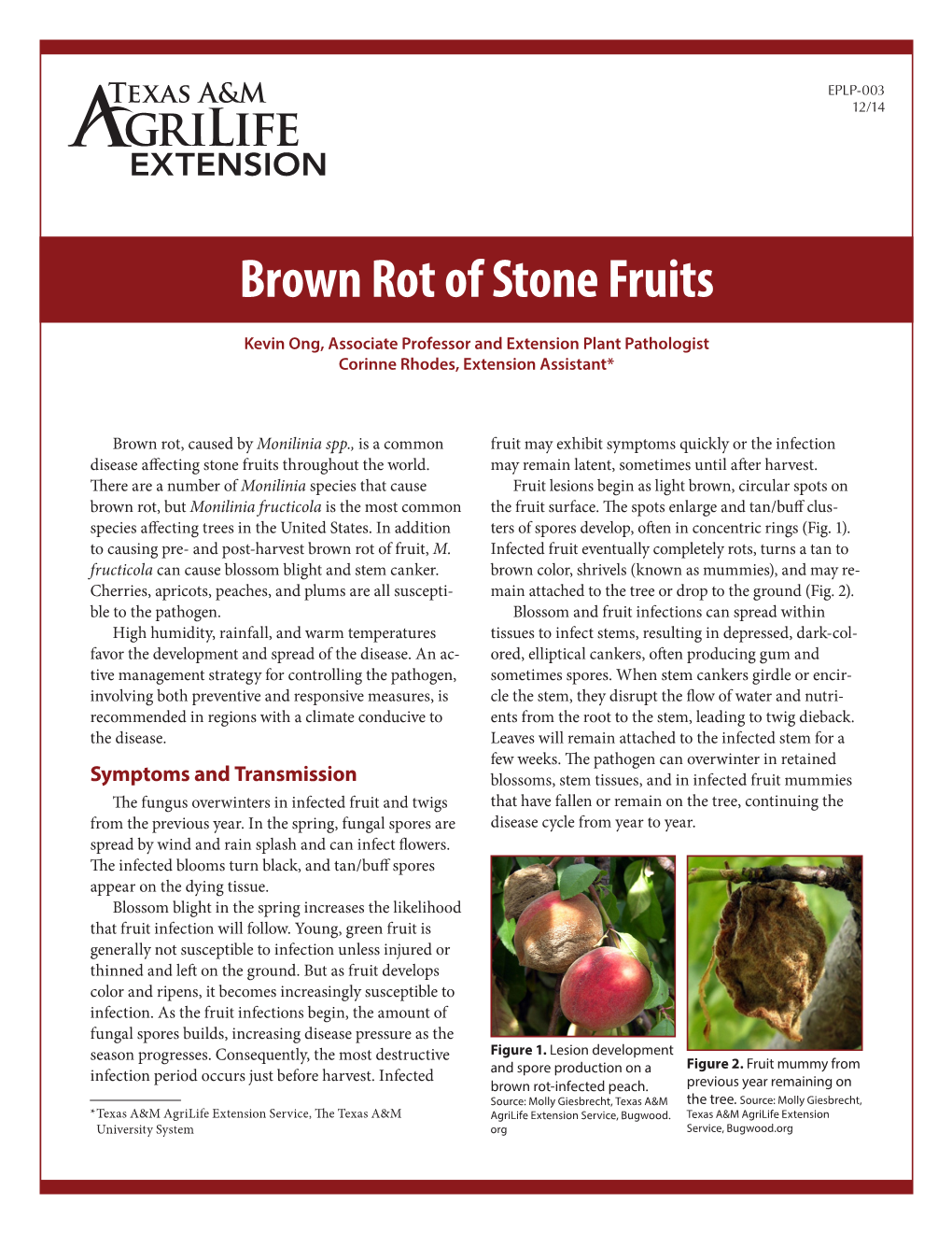 Brown Rot of Stone Fruits