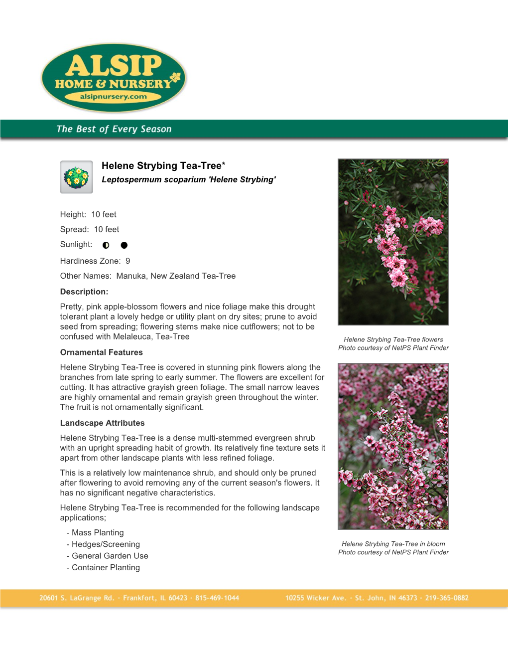 Alsip Home and Nursery Helene Strybing Tea-Tree