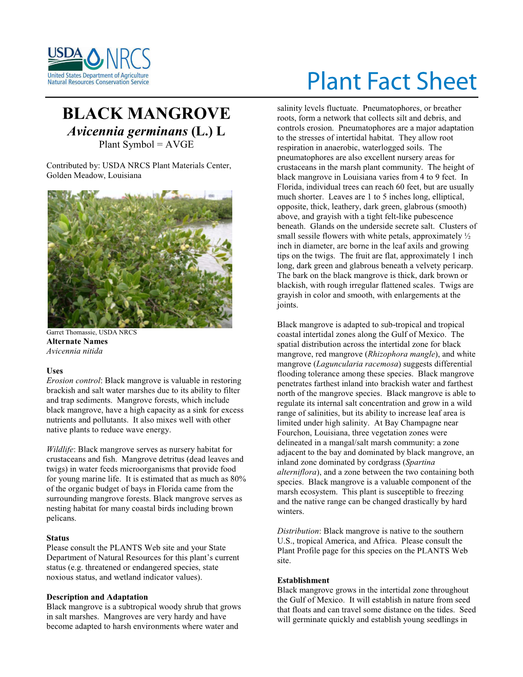 Plant Fact Sheet Black Mangrove (Avicennia Germinans)