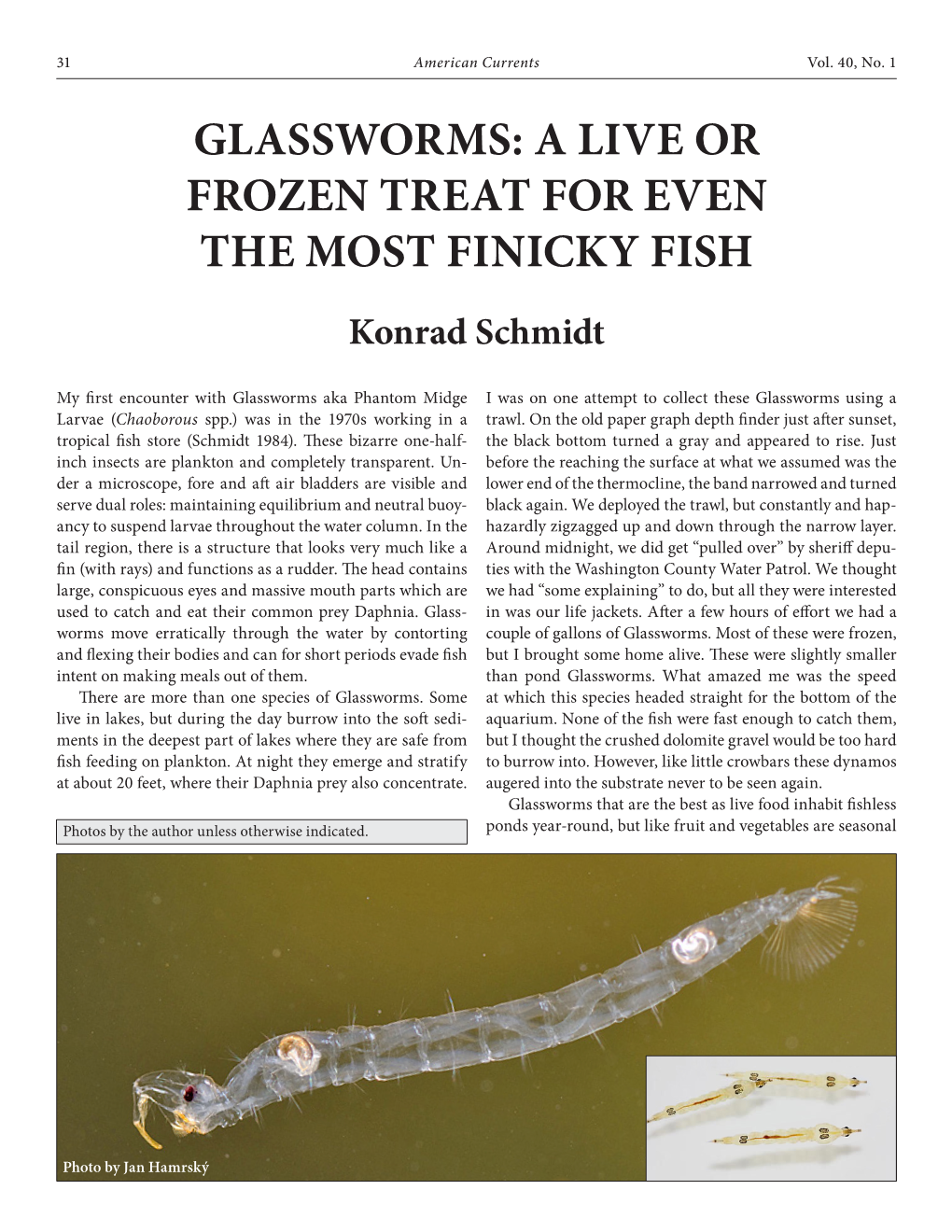 GLASSWORMS: a LIVE OR FROZEN TREAT for EVEN the MOST FINICKY FISH Konrad Schmidt