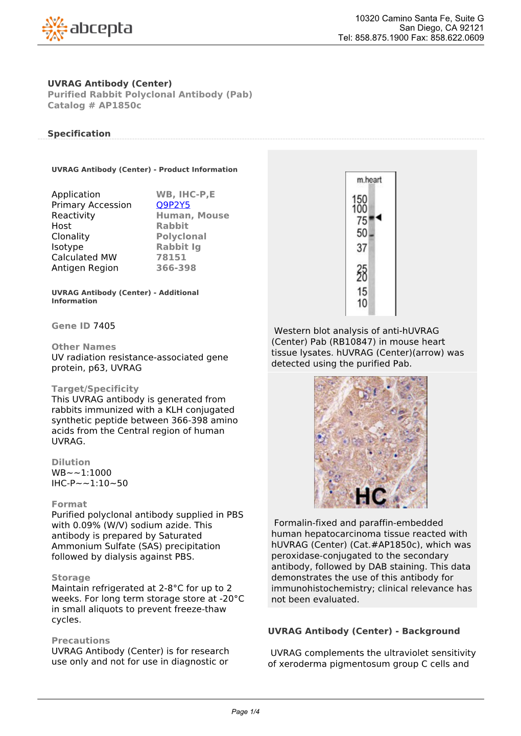UVRAG Antibody (Center) Purified Rabbit Polyclonal Antibody (Pab) Catalog # Ap1850c