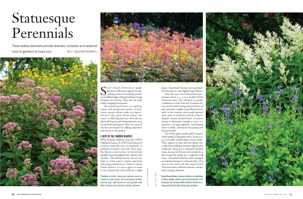 Statuesque Perennials These Stately Bloomers Provide Dramatic Contrasts and Seasonal Color to Gardens of Every Size