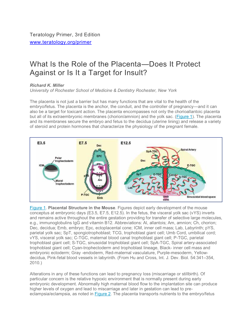 What Is the Role of the Placenta—Does It Protect Against Or Is It a Target for Insult?