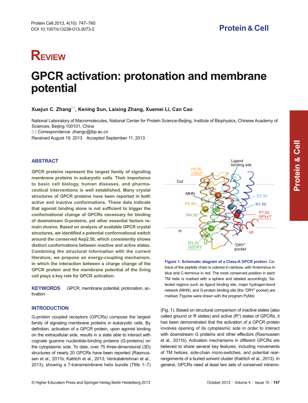 GPCR Activation: Protonation and Membrane Potential