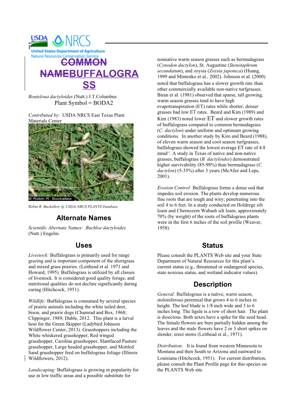 Buffalograss (Bouteloua Dactyloides) Plant Guide