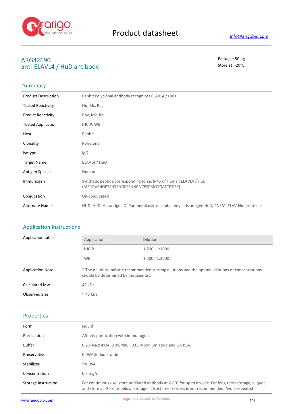 Anti-ELAVL4 / Hud Antibody (ARG42690)