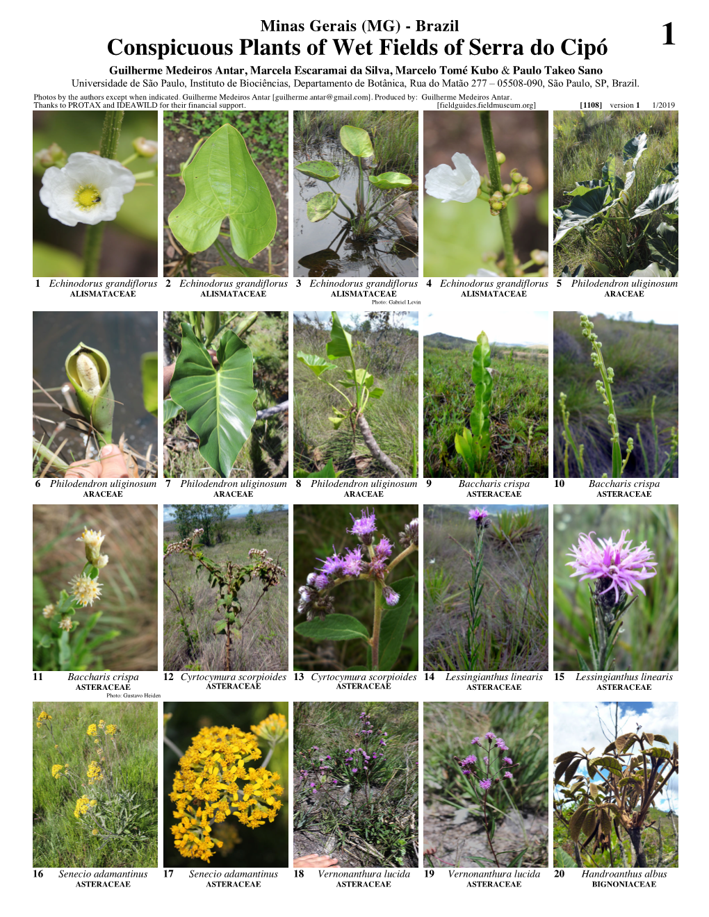 Conspicuous Plants of Wet Fields of Serra Do Cipó