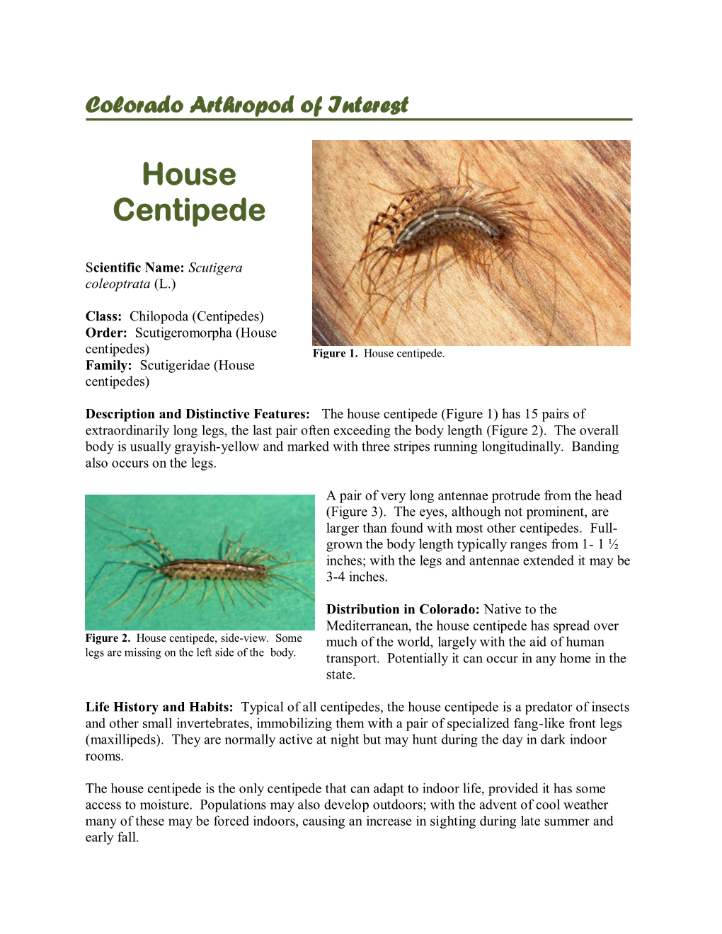 House Centipede