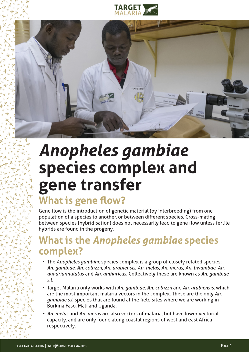 Anopheles Gambiae Species Complex and Gene Transfer