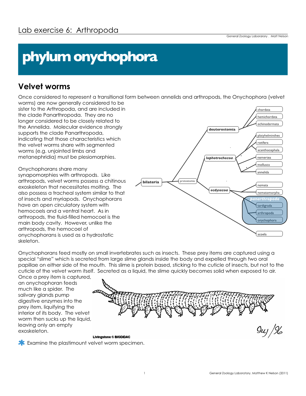 Phylum Onychophora