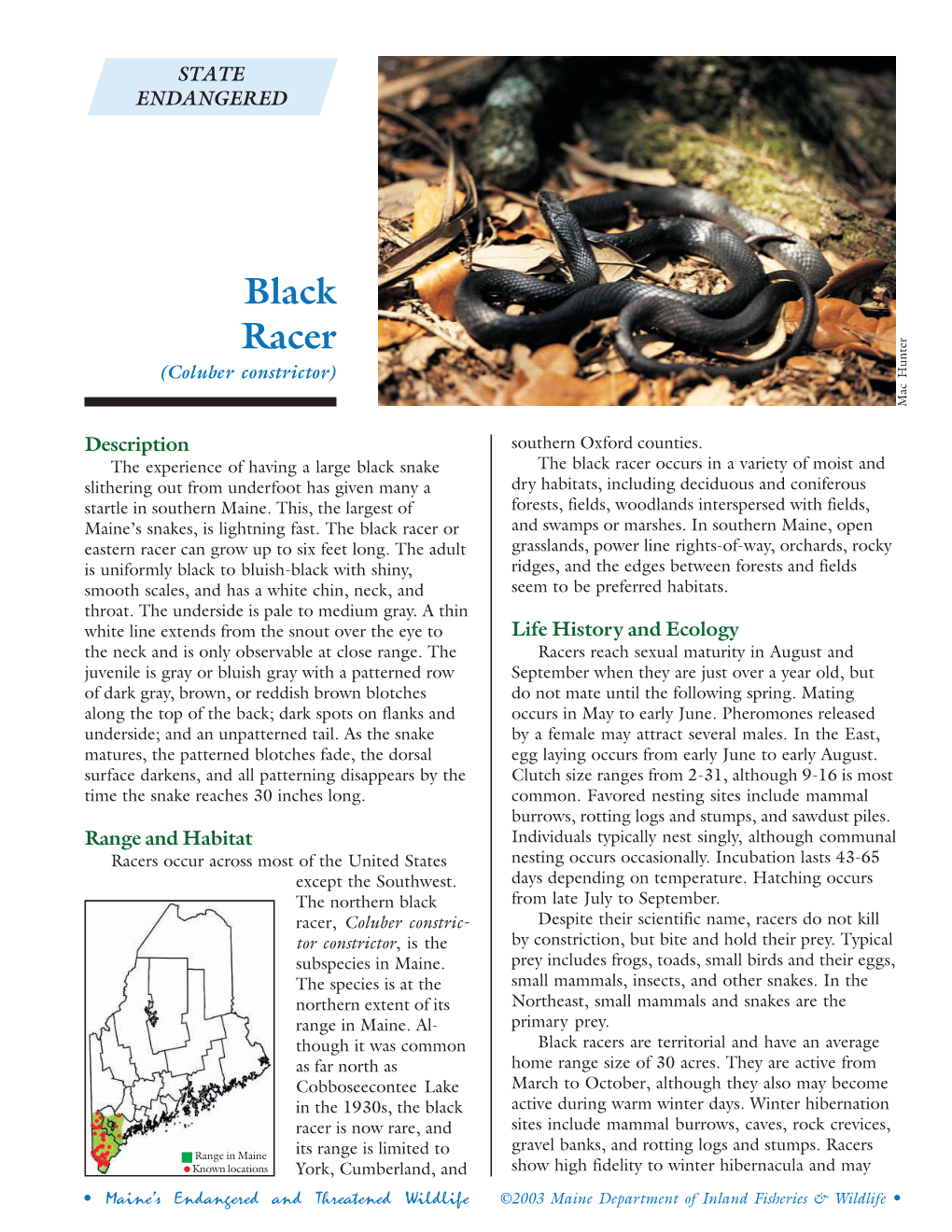 Black Racer (Coluber Constrictor) Mac Hunter