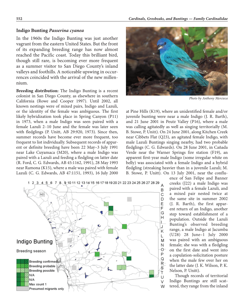 Indigo Bunting Passerina Cyanea in the 1960S the Indigo Bunting Was Just Another Vagrant from the Eastern United States