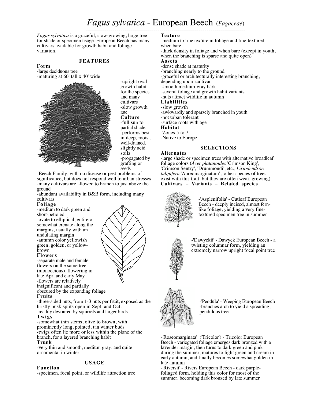 Fagus Sylvatica - European Beech (Fagaceae) ------Fagus Sylvatica Is a Graceful, Slow-Growing, Large Tree Texture for Shade Or Specimen Usage