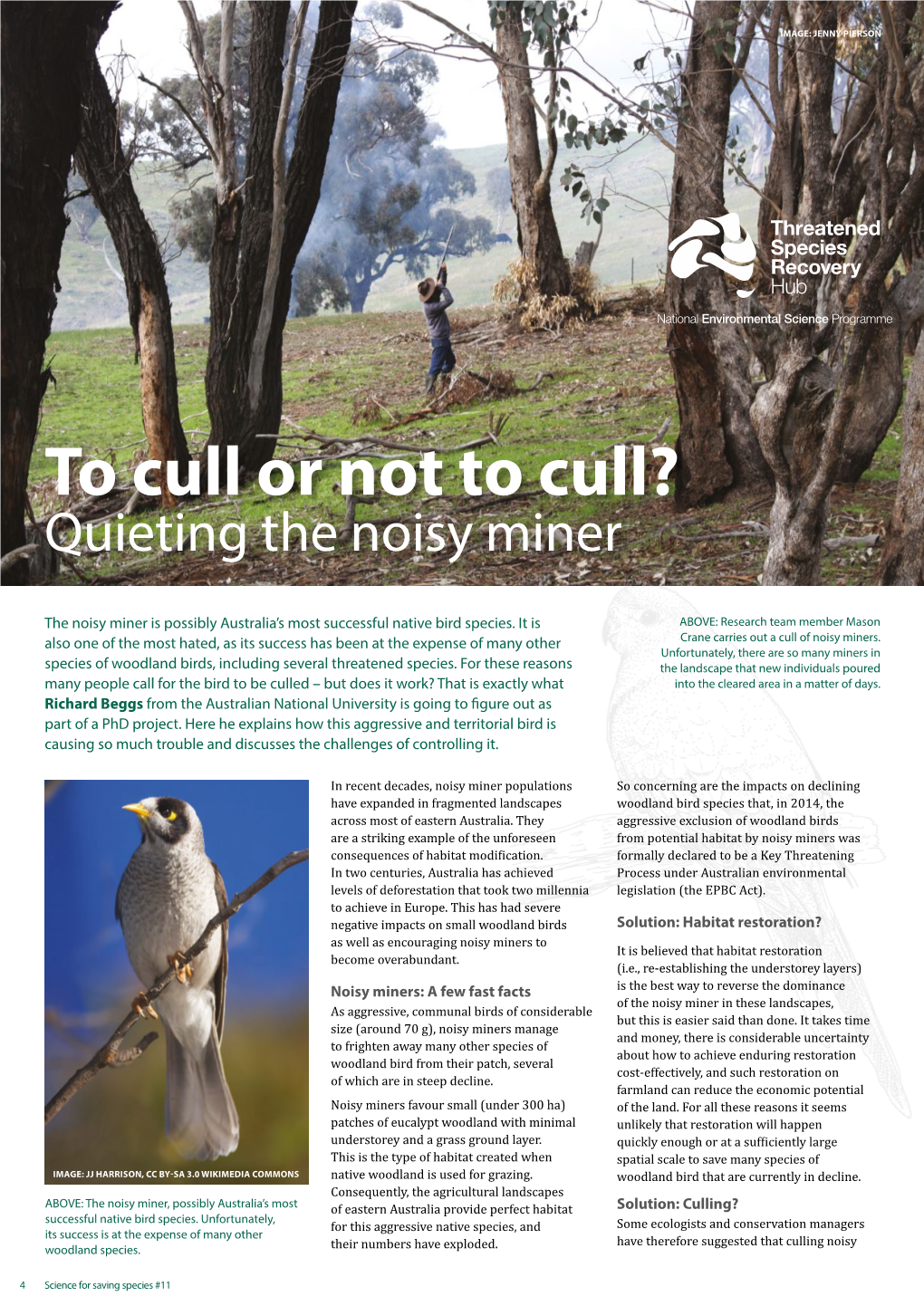 Noisy-Miner-To-Cull-Or-Not.Pdf
