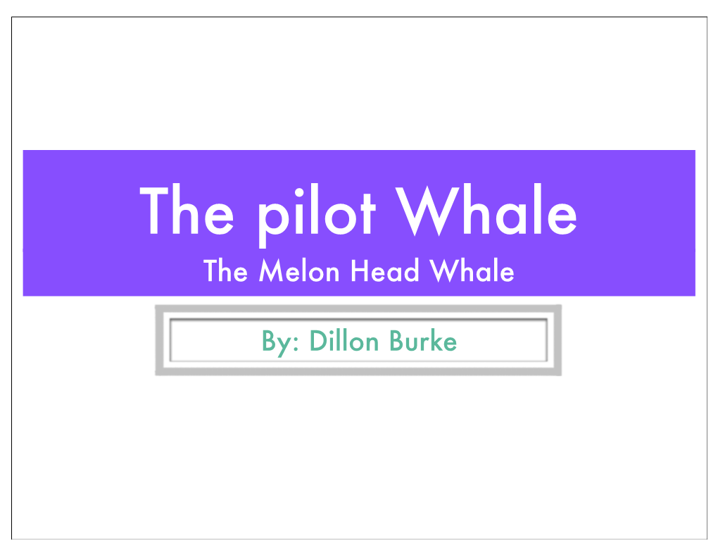 Pilot Whale-Dillon