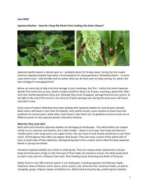 Japanese Beetles – How Do I Keep My Plants from Looking Like Swiss Cheese?