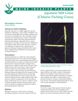 Japanese Stilt Grass (Chinese Packing Grass)