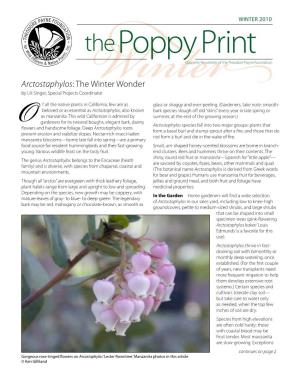 Arctostaphylos: the Winter Wonder by Lili Singer, Special Projects Coordinator