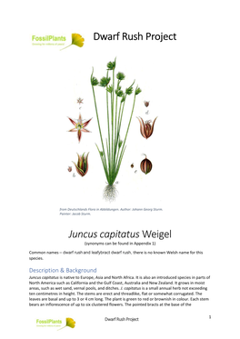 Dwarf Rush Project Juncus Capitatus Weigel
