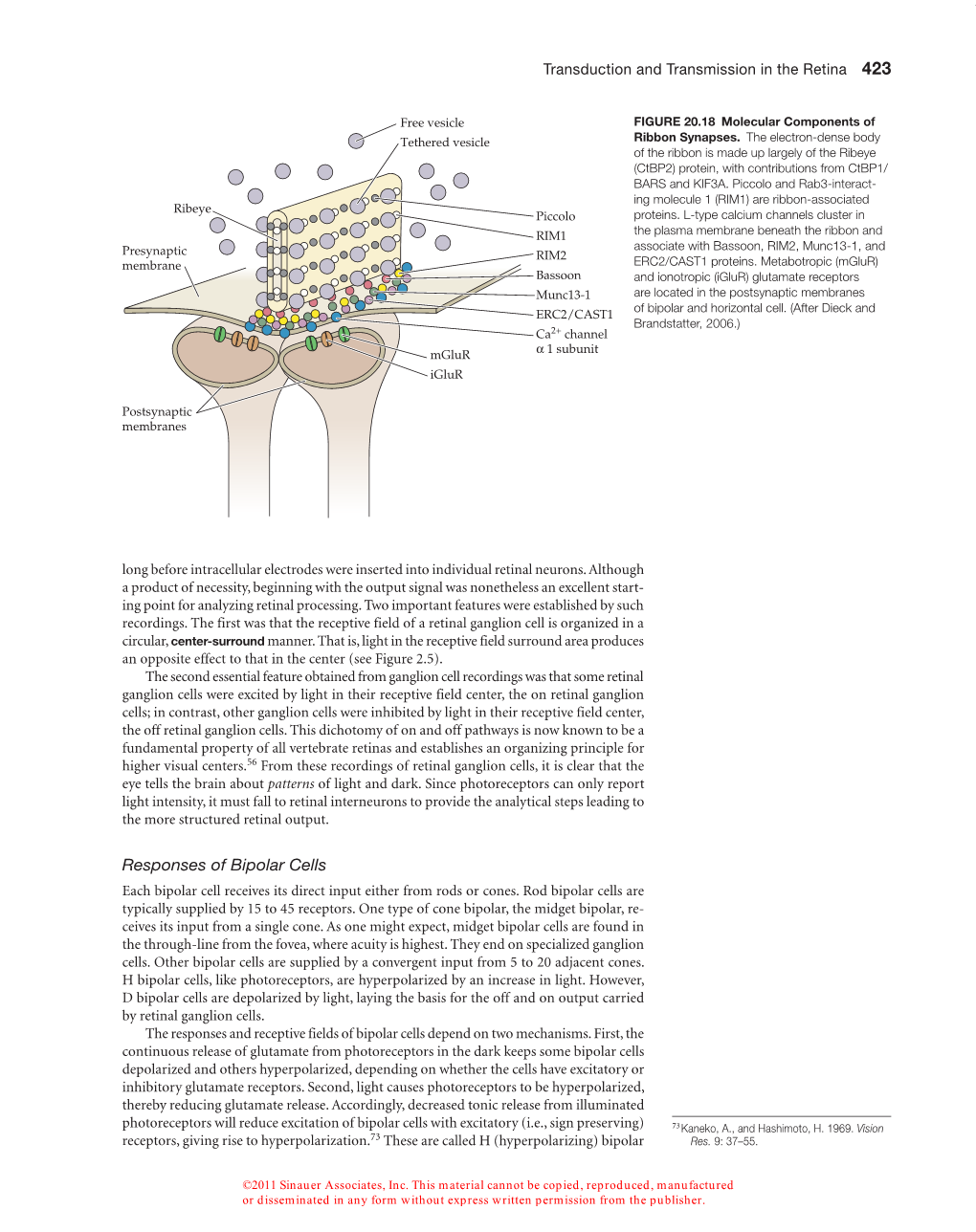 Responses of Bipolar Cells Each Bipolar Cell Receives Its Direct Input Either from Rods Or Cones