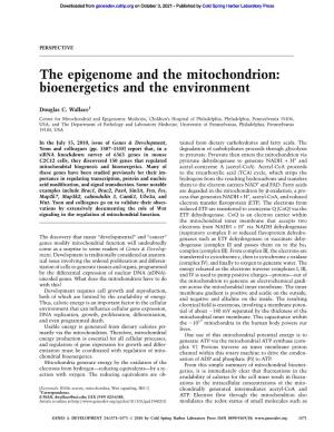 The Epigenome and the Mitochondrion: Bioenergetics and the Environment