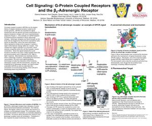 Cell Signaling: G-Protein Coupled Receptors and the Β