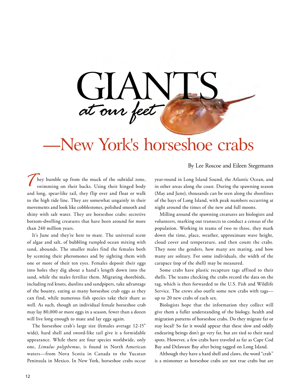 Giants at Our Feet,New York's Horseshoe Crabs