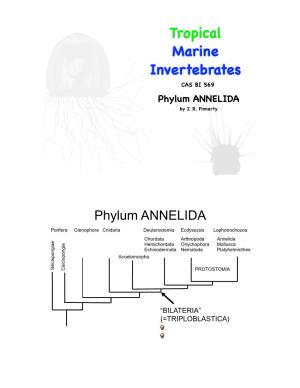 Tropical Marine Invertebrates CAS BI 569 Phylum ANNELIDA by J